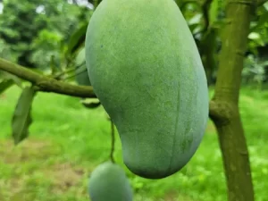 Amrupali