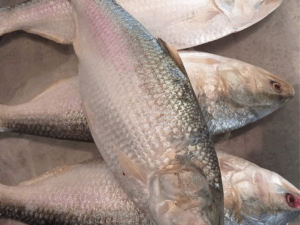 Hilsha Fish