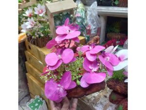 Artificial Flower in Unique Orchid with Top for Room Decoration