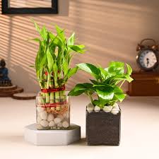 Money Plant & Lucky Bamboo Combo Pack (Without Vase)