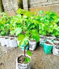 Grape Plant – Green Grapes (1 Pc, Seeds)