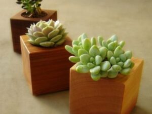 Wooden Flower Pot 3-Piece Set (H4" x W3" x 3") – Simple & Elegant Mini Planters for Home Décor